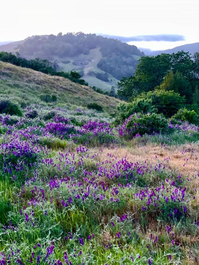 Luxury Suite With Views - San Rafael, Gateway To Sf & Wine Country ภายนอก รูปภาพ